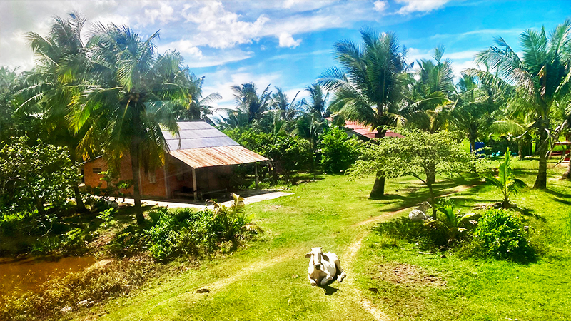 Vista del paysage desde un tren a Camboya