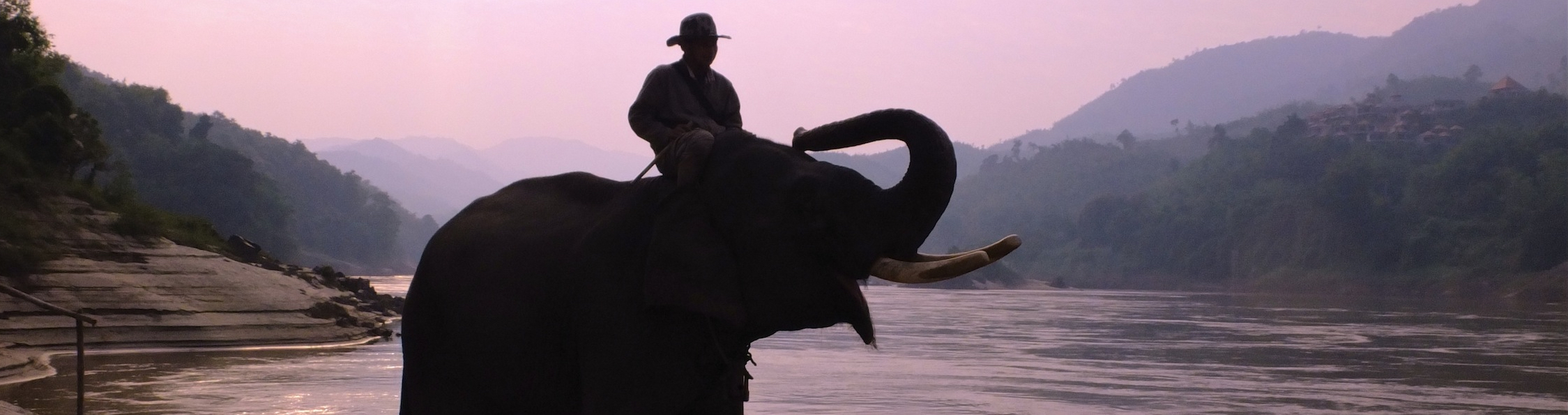 Eléphants du Laos