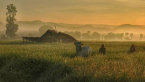Vue de rizieres au lever du soleil dans la province de Battambang au Cambodge