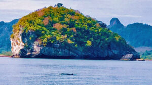 Un dauphin rose croise au large des cotes de Khanom dans le sud de la Thailande