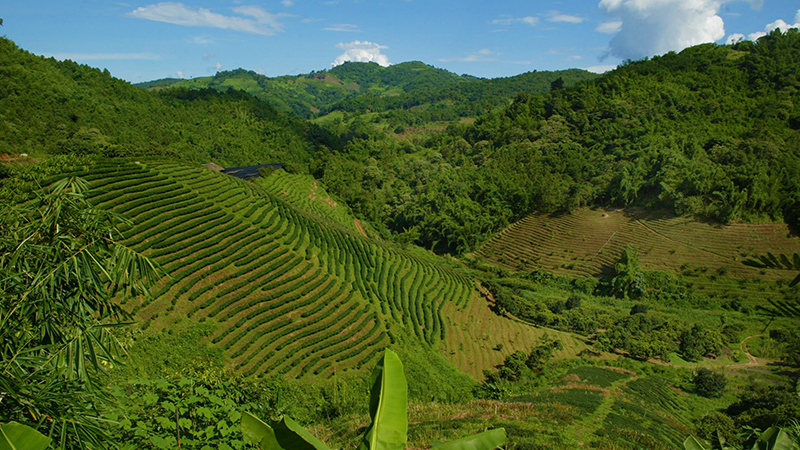 Vista de plantaciones de te en el norte de Tailandia