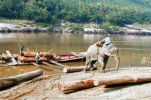 Un elefante tira de troncos transportados por el Mekong en Laos