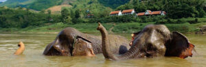 Dos elefantes se bañan en el Mekong en Laos