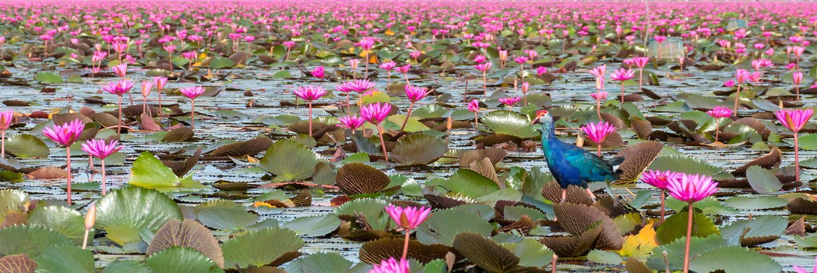 Vista de un colorido pájaro exótico en medio de un vasto campo de lotos rosados en el humedal de Phatthalung en Tailandia