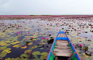 Vista desde un barco de un campo de lotos rosados en el humedal de Phatthalung en el sur de Tailandia