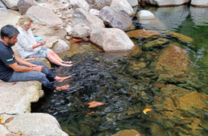 Una pareja de viajeros españoles se dan un baño de pies entre peces en una cascada del sur de Tailandia